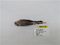 藏品(橫斑梅花雀)的圖片